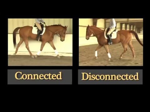 How to Engage the Back of your Horse while Riding