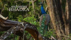 92K views · 470 reactions | JUST TO REMIND - the offer to avail upto 30% discount is still ON Check out our "Enchanting Bhadra"video and visit our Ethereal River Tern Lodge, located adjacent to the Bhadra reservoir. Use Promo code "RTL<email>" and mail divya@junglelodges.com to avail upto 15% special discount. Loyalty card holders can avail upto 30% discount. MAIL SOON | Jungle Lodges JLR | Facebook