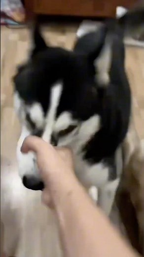 Funny Husky Fail Compilation 😂🐶