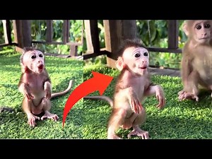 Funny & Cute Baby Monkeys Compilation 🐵 | Jungle Pranks & Wild Primates