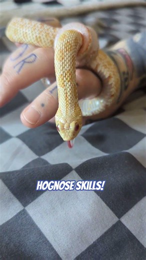 This snake actually knows magic #albinohognose #snakes #pets