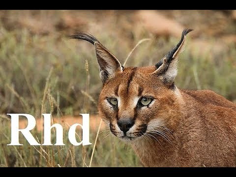 Caracal, Lions, Koodo of South Africa Karoo National Park. Nature 2018 full HD.