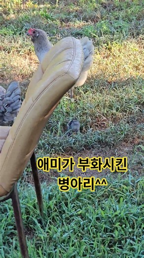 #병아리 #애미부화 #농부의일상 #반용마을 #축동면 #덕이농원 #사천시 #덕이농원의하루