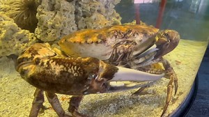 NEW ZOO SPECIES ALERT: The... - Kansas City Zoo & Aquarium