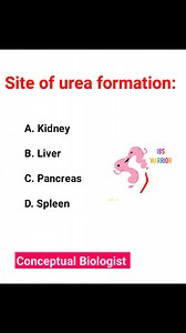 Site of urea formation: A. Kidney B. Liver C. Pancreas D. Spleen | Conceptual Biologist