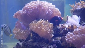Beautiful sea flower in underwater world with corals and fish. Sea flowers moving in fish tank. Sea anemone in fish tank. sea anemone underwater nature life.