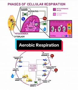 Understanding Aerobic Respiration for ATP Production