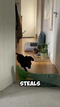 Snoopy The Sausage Theme Song