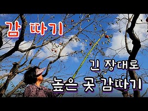 긴 장대로 감 따기. 높은 곳에 달린 감 따는 방법. 시골 영상 브이로그.