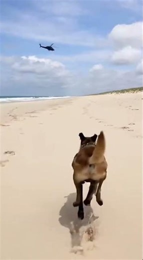 💥 K9 Air Assault That Broke the Internet