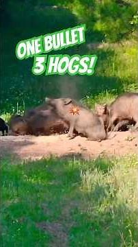 WILD HOG HUNTING QUEEN Strikes 3 Pigs with 1 Bullet!