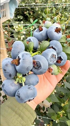 Harvesting Big Blueberries On The Farm #farmingtech