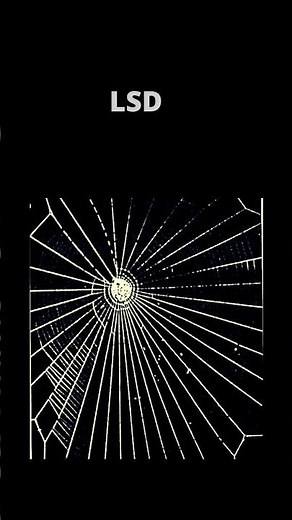 Effects of different Drugs on Spider Web| Science Experiment|