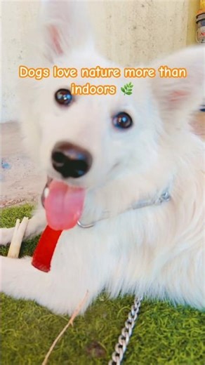 He Found Peace… And It’s Beautiful 🐶🌿👉 | This Is What Happiness Looks Like 🐶🍃
