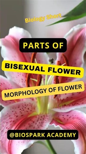 Parts of Bisexual Flower #shorts #ytshorts #biologyshorts #biology #science