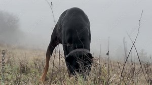 Doberman Pinscher Dog Digging Grass Meadow, Biting Grass, Scratching, Sniffing 3