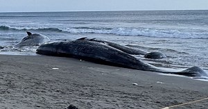 4 whales that washed up on east Japan beach dead: officials