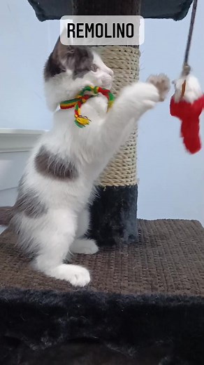 Caso Externo Soy REMOLINO 😻un adorable gatito,macho, rescatado, blanco con negro, super peludito , hiperactivo de mes y medio aproximadamente Como pepitas y uso arenero Estoy desparasitado Soy Hiperactivo Super tierno y amoroso ❤️ BUSCO EXCELENTE HOGAR RESPONSABLE Me dan con Kit de bienvenida Compromiso de esterilización Más información al 0992883355 | Adopción Animal Guayaquil - AG