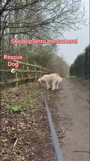 Cute Rescue Dog Close-Up Bops Into Camera