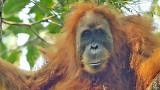 World’s rarest great ape is on the brink of extinction