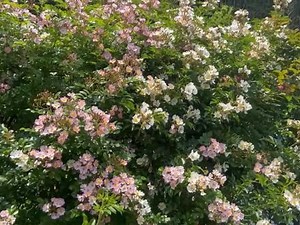 中国民乐10大名曲欣赏