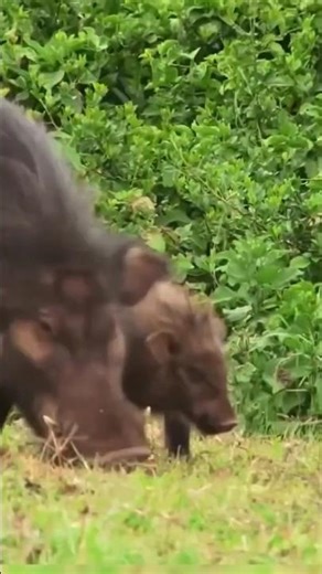 African Tribal Hunters Catching Wild Boar | Real Jungle Survival Hunt