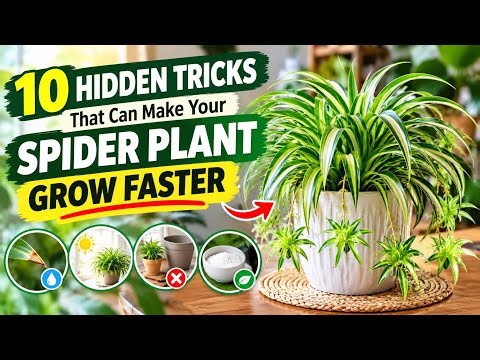 10 Tricks That Can Make Your SPIDER PLANT Grow Faster