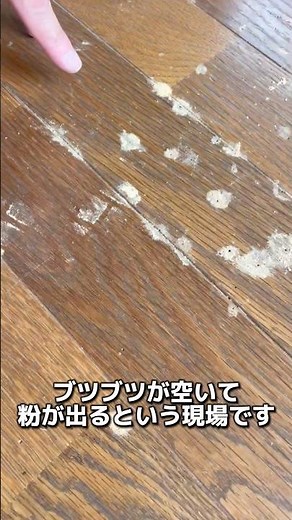 フローリング、キクイムシの被害#横浜の害虫駆除屋さん #キクイムシ #木材から粉 #フローリング #駆除 #消毒 #床下