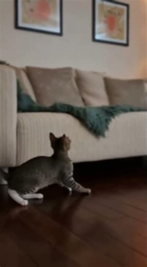 Cat Chasing String in Cozy Living Room 😻 | Fun Loop #Shorts #dogmakeover #funny #cutepets