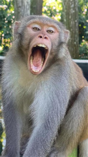 Big size monkeys funny antics. #apefun #monkey #monkeyvideo