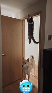 OH MY DOG #memes | Supercar Move