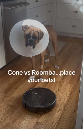 Cone may limit his vision, but not his opinions! Follow Stu_the_boxer for daily crazies! #crazydog #boxersoftiktok #roomba