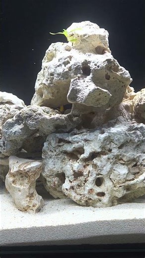 Mbuna tank setup up day 3 going well 👍 #aquarium #aquascape #malawicichlid