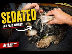 🐶 SEDATED Ear Cleaning & Hair Removal | Real Dog Grooming POV ASMR NOT AI
