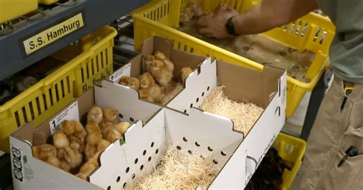 Iowa hatchery can't keep up with orders for chicks as egg prices rise