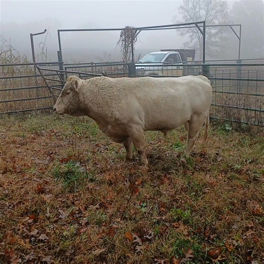 1.4K views · 24 reactions |  I love mean bulls | Mainor Leon | Facebook