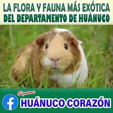 La Flora y Fauna más Exótica de Huánuco