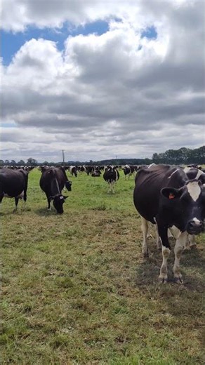 Allot of cows near Lechlade, England 🐂