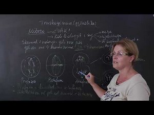 Biologji - Trashëgimia (gjenetika).