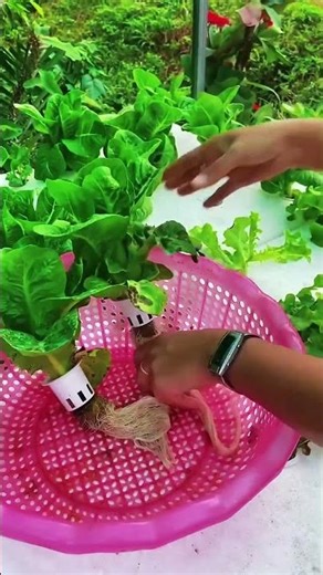 Harvesting vegetable plants from hydroponics system efficiently