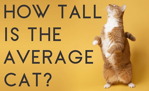 How Tall Is the Average Cat? - CatWiki