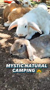 426 reactions · 33 shares | Camping en medio de la naturaleza en Calima Darién. ️ Olvidate de todo mientras acampas en #MysticNatural ¡Reserva hoy ! | Mystic Natural | Facebook