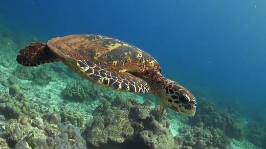 Looking to bring the wonders of nature into your classroom? Learn about sea turtles with this video from Wild Classroom. Follow our page to find more free resources like learning activities, arts and crafts, and interactive quizzes that introduce learners to amazing animals, conservation topics, and the wild places that unite us all. | WWF Wild Classroom | Facebook