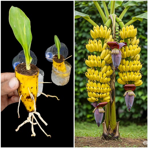 Growing banana plant from fruit | Step by step in this video | DIY IndoorGarden