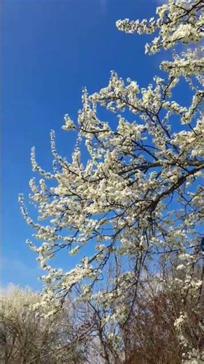 #Bloom #Bunga #Spring #Alam#Pohon #Viral #Shorts#Trees #SpringTime #AlamIndah #Flowers # #Viral 🌸