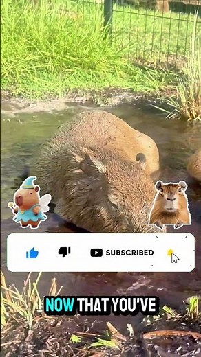 Where Do Capybaras REALLY Live 🐹🌿