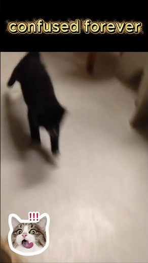 Funny human fails / #funnyshorts /#catshorts /#shorts