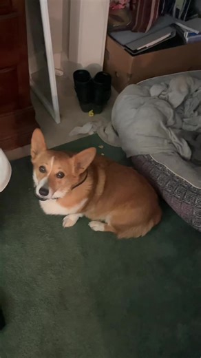 Corgi vs Great Pyrenees Size Comparison