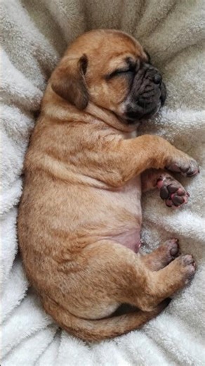 Mastiff Puppies Growing Up — Part 1: The Wrinkly Ones! 🐾🥺