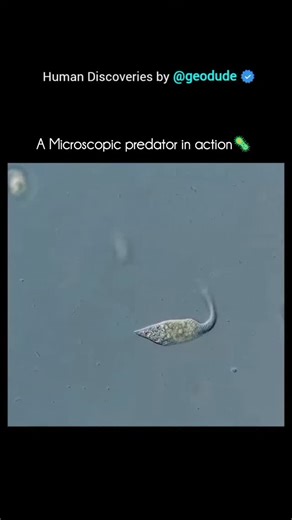 Geo Dude on Instagram: "Lacrymaria olor, also known as the “teardrop of the pond”, is a fascinating single-celled protozoan (a type of ciliate) found in freshwater environments like ponds and lakes. Despite being microscopic, it’s famous for its amazing shape-shifting and hunting behavior. Here’s a clear overview 👇 🧫 Basic Facts: 🔹Scientific name: Lacrymaria olor 🔹Type: Ciliate protozoan 🔹Habitat: Freshwater ponds, lakes, and stagnant water 🔹Name meaning: Lacrymaria = “tear,” olor = “swan”